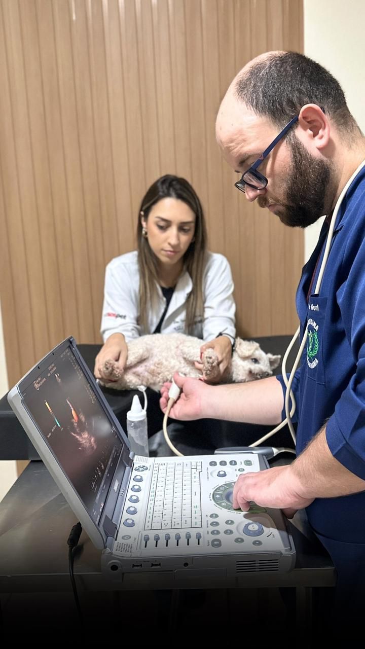 Atendimento veterinário SOS Pet Lençóis Paulista